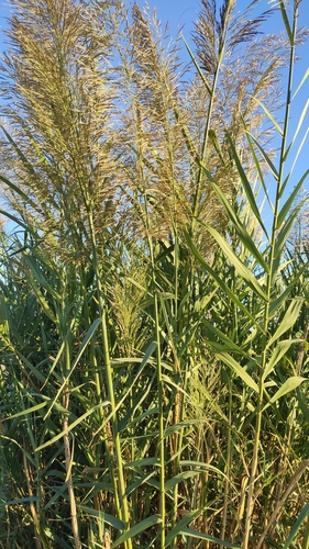 Arundo micrantha (Arundo micrantha)