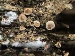 Cyphellaceae