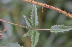 Rubus schmidelioides schmidelioides