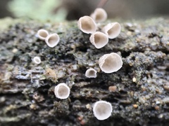 Cyphellaceae