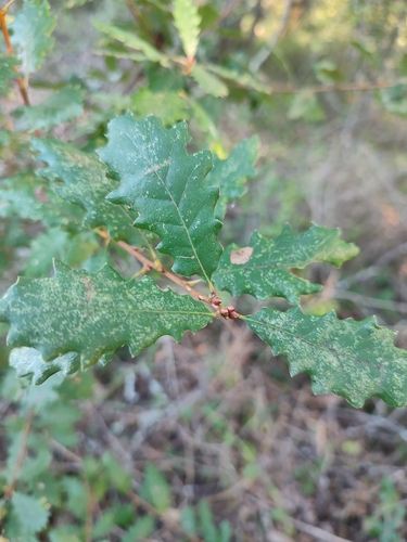 Coutinho's Oak