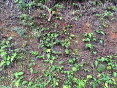 Blechnum novae-zelandiae
