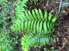 Blechnum novae-zelandiae