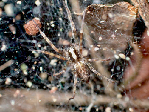 Barrisca nannella