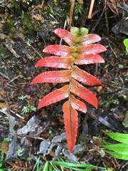 Blechnum novae-zelandiae