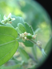 Celtis pallida discolor