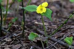 Viola uniflora