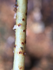 Blechnum novae-zelandiae