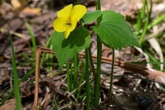 Viola uniflora