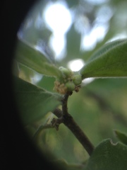 Celtis pallida discolor