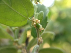 Celtis pallida discolor