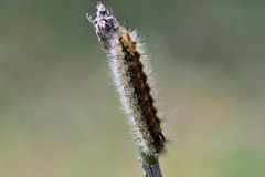 Diacrisia purpurata