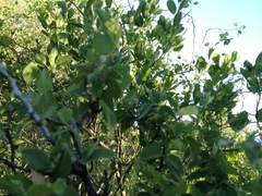 Celtis pallida discolor