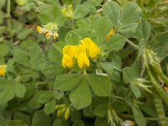 Lotus ornithopodioides
