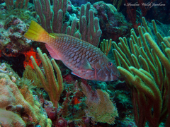 Redfin Parrotfish photo 1