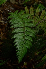 Polystichum silvaticum