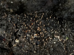 Stilbella fimetaria