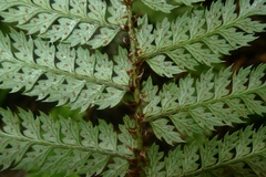 Polystichum silvaticum