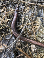 Batrachoseps gregarius