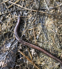 Batrachoseps gregarius