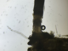 Stilbella fimetaria
