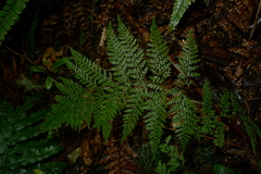 Leptolepia novae-zelandiae