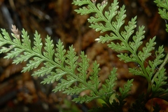 Leptolepia novae-zelandiae