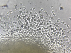 Stilbella fimetaria