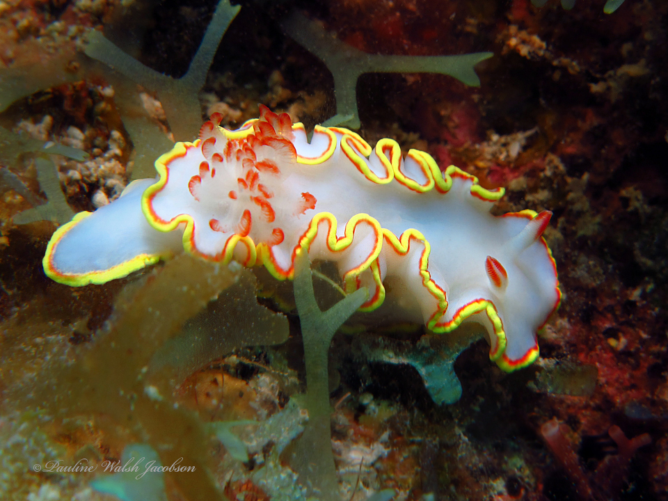 Chromolaichma hemera