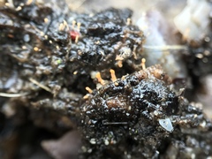 Stilbella fimetaria