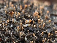 Stilbella fimetaria