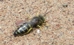 Bembix americana spinolae