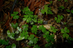 Hydrocotyle elongata