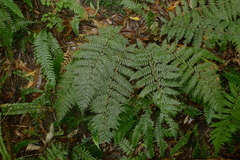 Polystichum silvaticum