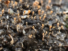 Stilbella fimetaria