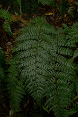 Polystichum silvaticum