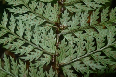 Polystichum silvaticum