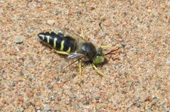 Bembix americana spinolae