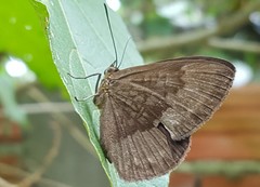 Aricoris constantius