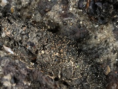 Stilbella fimetaria