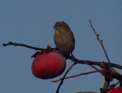 Haemorhous mexicanus