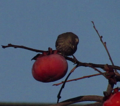 Haemorhous mexicanus