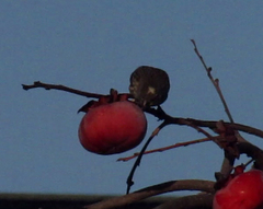 Haemorhous mexicanus