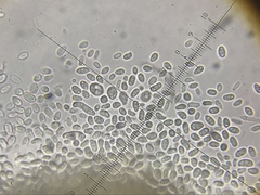Stilbella fimetaria
