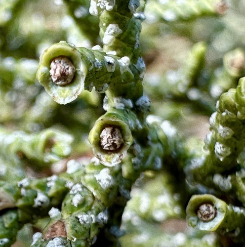 Juniper Tip Midge