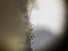 Stilbella fimetaria