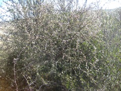 Olearia odorata