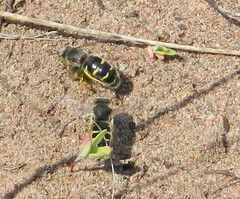 Bembix americana spinolae