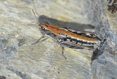 Sigaus australis