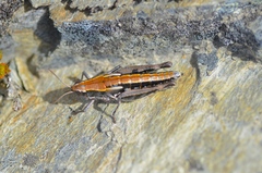 Sigaus australis